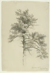 Studie stromu, Catskill Mountains, New York, 1857 (grafit na béžovém papíře)